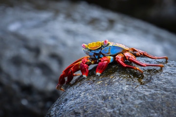Sally Lightfoot Crab on a lava rock, Galapagos