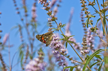 Butterfly on a flower by the lake near Porto Koufo in Greece
