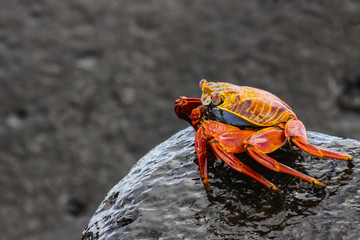 Sally Lightfoot Crab on a lava rock, Galapagos