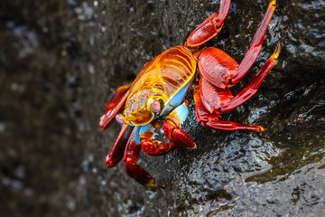 Sally Lightfoot Crab on a lava rock, Galapagos