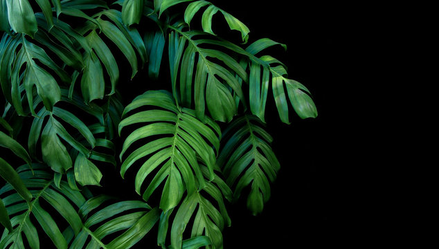 Fototapeta Zieleni liście Monstera zasadzają dorośnięcie w dzikim, tropikalna lasowa roślina, wiecznozielony winograd na czarnym tle.