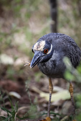 Yellow crowned night heron with insect in beak, Galapagos, Ecuador