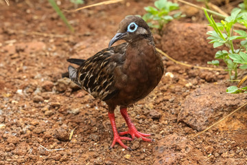Galapagos dove on the ground, Galapagos, Ecuador