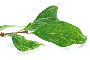 Viral disease / viral infection / pathogenic viruses on forsythia leaf