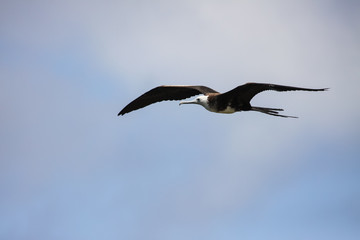 Magnificent frigatebird in flight against blue sky, Galapagos, Ecuador