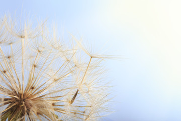 Obraz premium Dandelion seed blowing away against blue sky