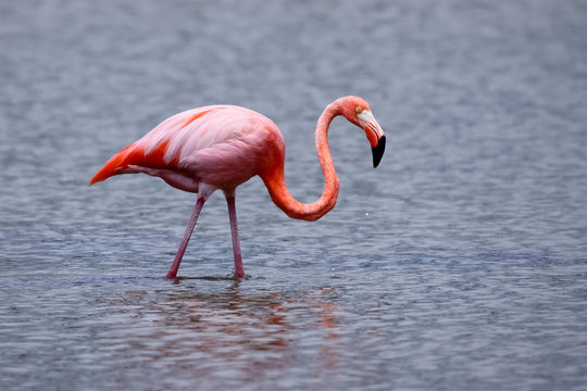 Greater Flamingo searching food, reflections in water, green background, North Seymour, Galapagos, Ecuador