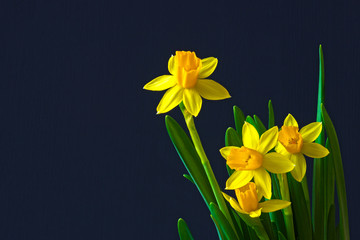 Fototapeta na wymiar Yellow daffodil flower on the black wooden background. Copy space, place for text