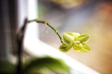 Yellow Orchid by Window
