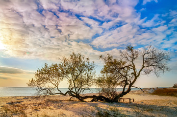Quaint twisting trees on a sandy wild beach. Early sunny morning, beautiful sea view.
