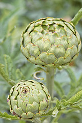 Obraz premium Artichokes 