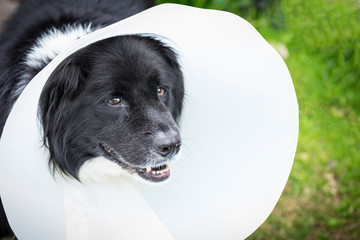 Happy dog in yard wearing a medical cone.