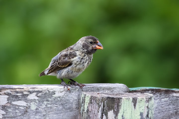 Darwin finch or Medium ground finch pearching on a trunk stub, Charles Darwin Station, Puerto Ayora, Galapagos