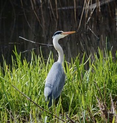 Heron in a field