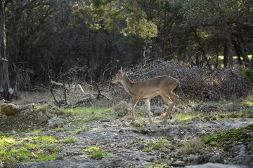 Deer
