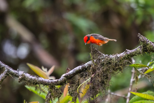 Colorful Vermillion flycatcher perching on a branch, Isabela Island, Galapagos