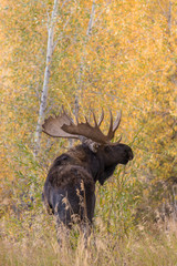Bull Shiras Moose in Fall