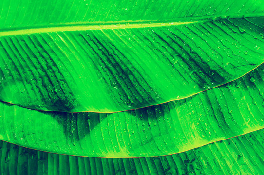 Three Banana leaves texture with water drops for your background