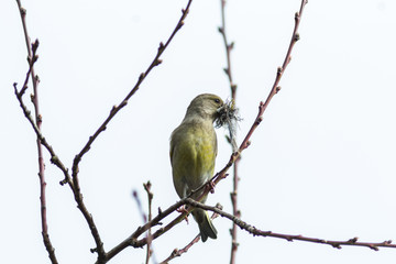 Grünfink beim Nestbau