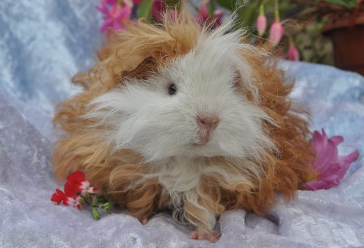 Cochon d'Inde cobaye Lunkarya poils long boucl&eacute;s 