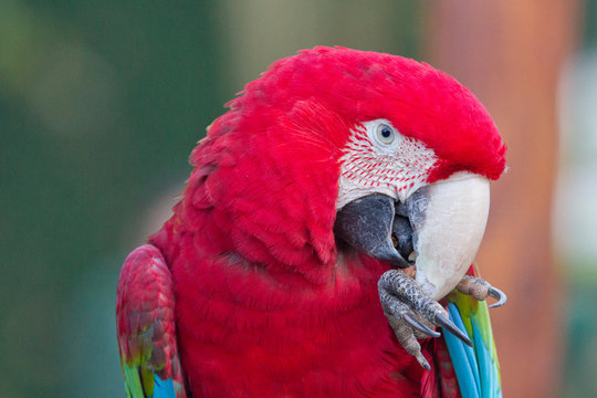 Green WInged Macaw