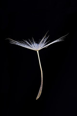 Single dandelion seed isolated on black