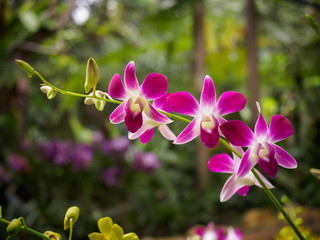 Dendrobium orchid in Perdana botanical garden, Kuala Lumpur, Malaysia