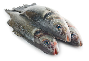 Fresh whole sea basses