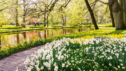 Foto op Canvas Daffodils in Dutch public Spring flower Garden Keukenhof Lisse, Zuid Holland, NLD © Laurens