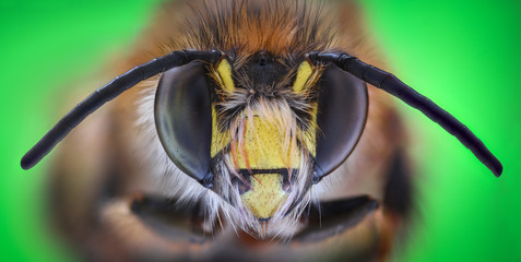 Extreme magnification - Honey Bee, front view