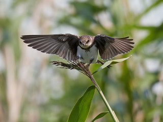Sand martin (Riparia riparia)