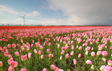 pink and red tulip field is spring