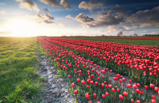 red tulip field and beautiful sky