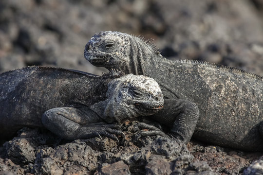 Couple of of a Marine Iguanas on lava rocks, Las Tintoreas, Santa Cruz Island, Galapagos