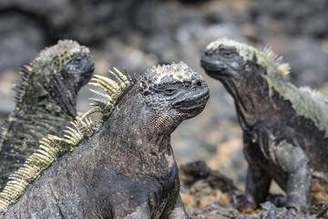 Group of Marine Iguanas on lava rocks, Las Tintoreas, Santa Cruz Island, Galapagos