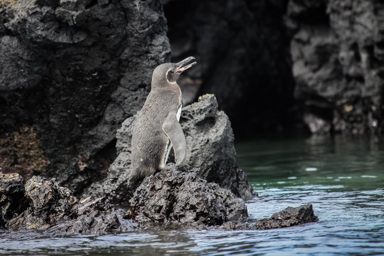 Galapagos penguin sitting on rocky shore, Isabela Island, Galapagos