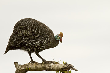 Large Helmeted Guinea fowl in a tree