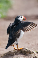 papageientaucher auf Fels mit Flügelschlag