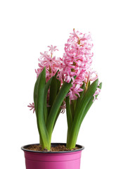 Closeup pink Hyacinth flower seedlings isolated on white