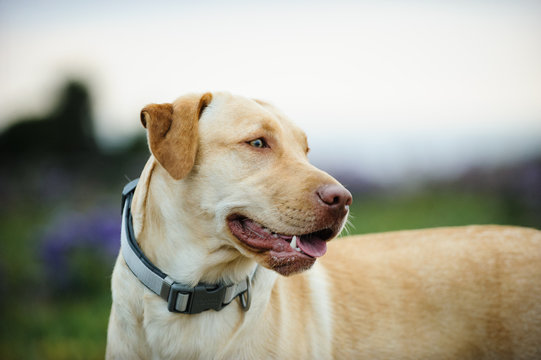 Yellow Lab Dog Yellow Lab Dog