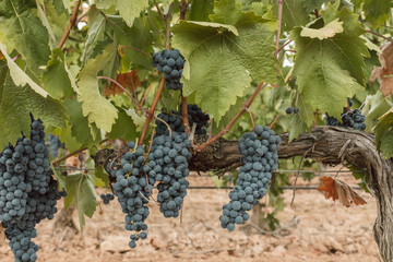 Wine grapes hanging from vine in vineyard