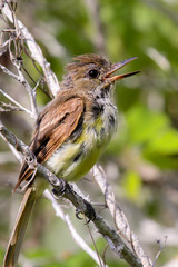 Close up of a Galapagos flycatcher, Santa Cruz Island, Galapagos
