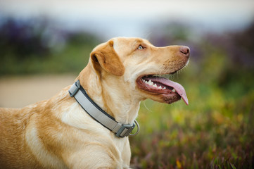Yellow Labrador Retriever dog portrait