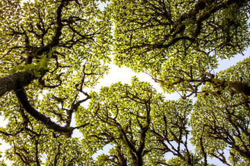 Tree canopy with blue sky, Los Gemelos, Santa Cruz Island, Galapagos, Ecuador