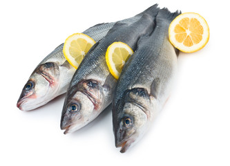 sea bass on the white background