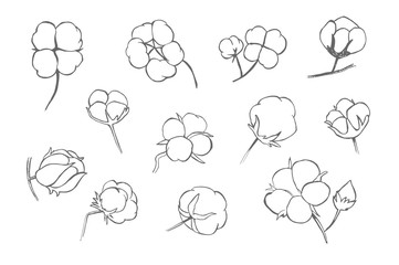 Vector set of hand draw ink cotton plant. Cotton icons illustration set. Can be used as logo, labels, stickers and emblems. Doodle branch of cotton. Sketch. 