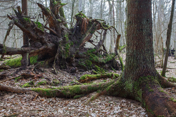 Broken spruce tree roots partly declined