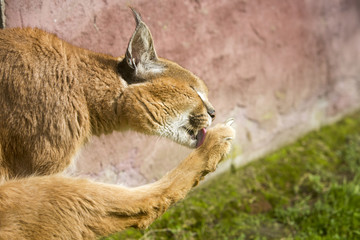 Caracal likt aan poot.