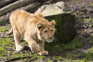 Obraz premium Leeuwenwelpje sluipt dichterbij.
