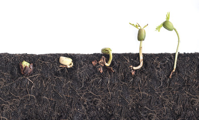 Growing plants,Bean seed germination different stages with underground root visible